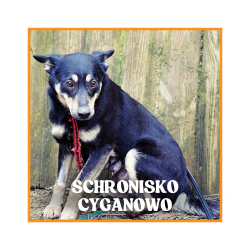 Pomoc dla psów ze...
