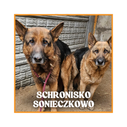 Pomoc dla psów ze...