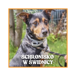 Pomoc dla psów ze...